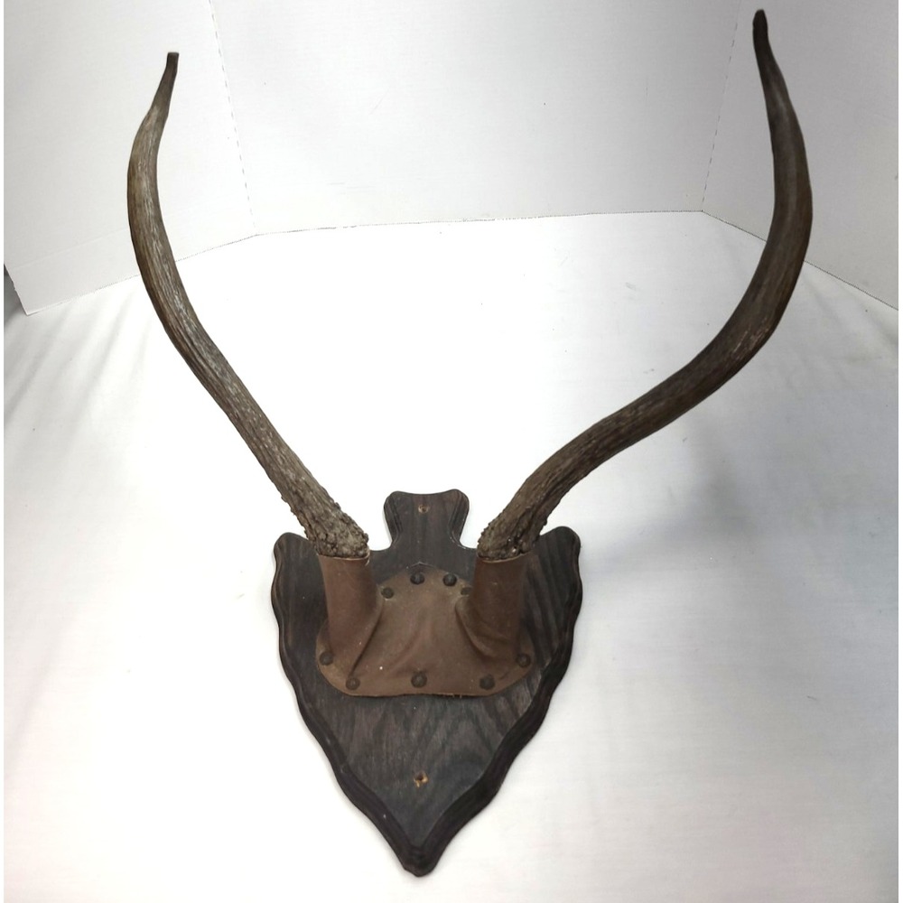 vtg Super Wide & Tall TROPHY ELK HORNS the Back of Shield says First Elk Nov 83